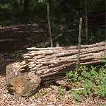 hedging stakes 